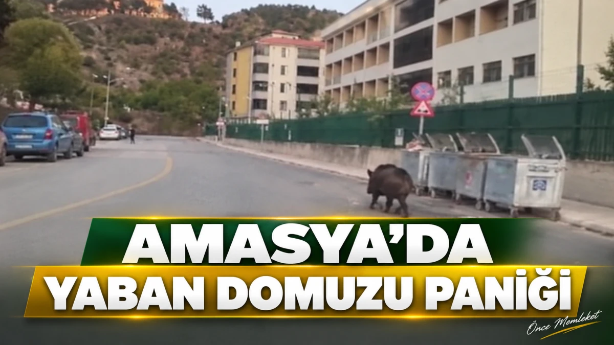 Amasya&rsquo;da Binaya Giren Yaban Domuzu Site Sakinlerini Korkuttu