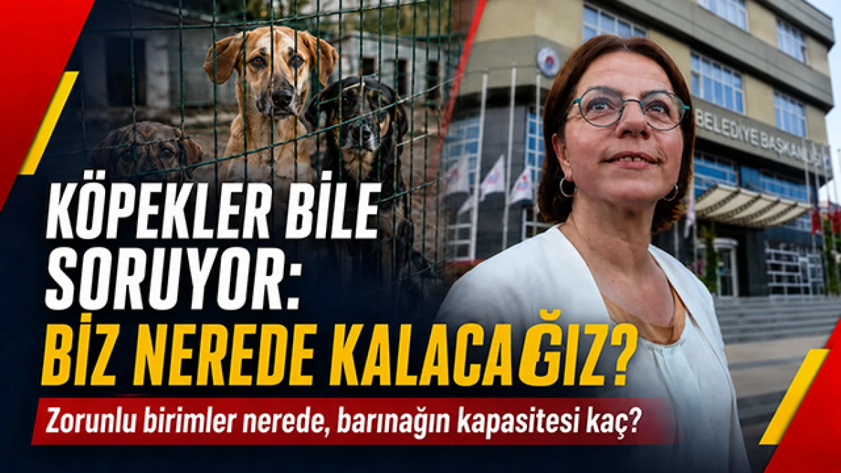Barınak ihalesinde proje ve mevzuat alarmı!