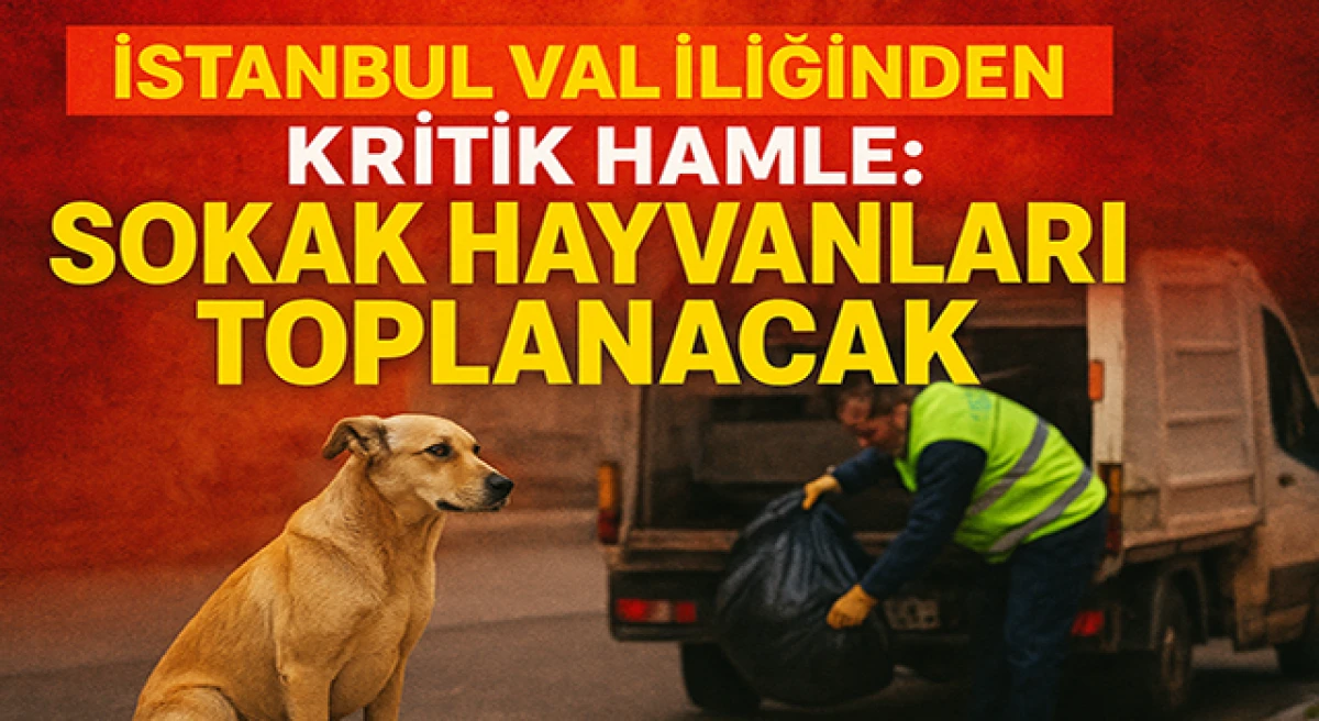 İstanbul Valiliği’nden Kritik Hamle: Sokak Hayvanları Toplanacak