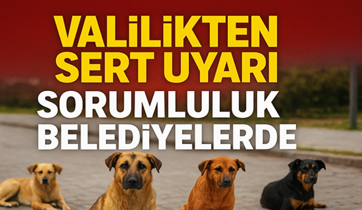 İstanbul’da Sahipsiz Hayvanlar İçin Yeni Düzenleme: Belediyelere Acil Talimat