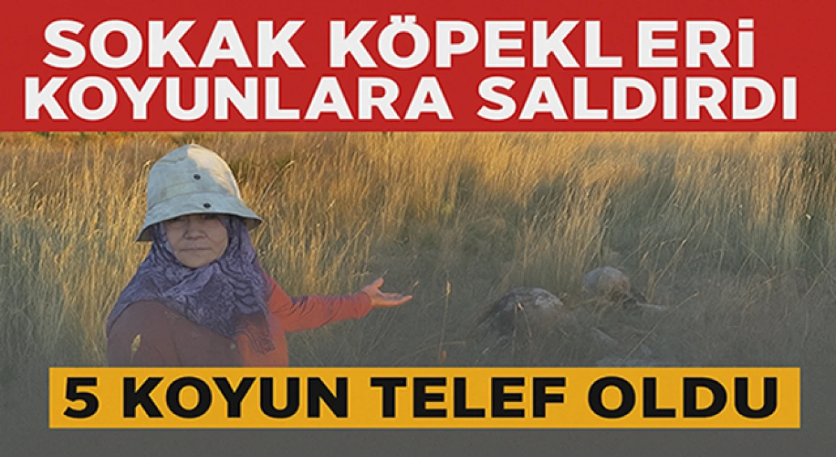Pendik Kurnaköy’de Sokak Köpekleri Ağıla Saldırdı: 5 Koyun Telef Oldu