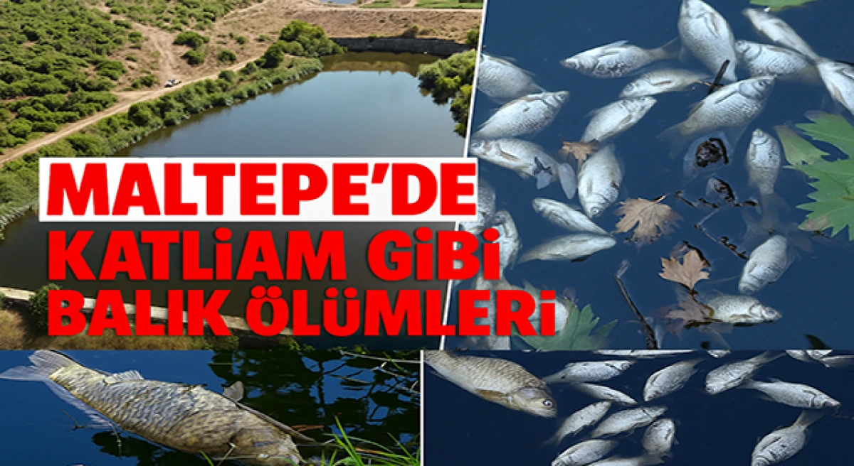Süreyyapaşa Barajı’nda Binlerce Balık Telef Oldu