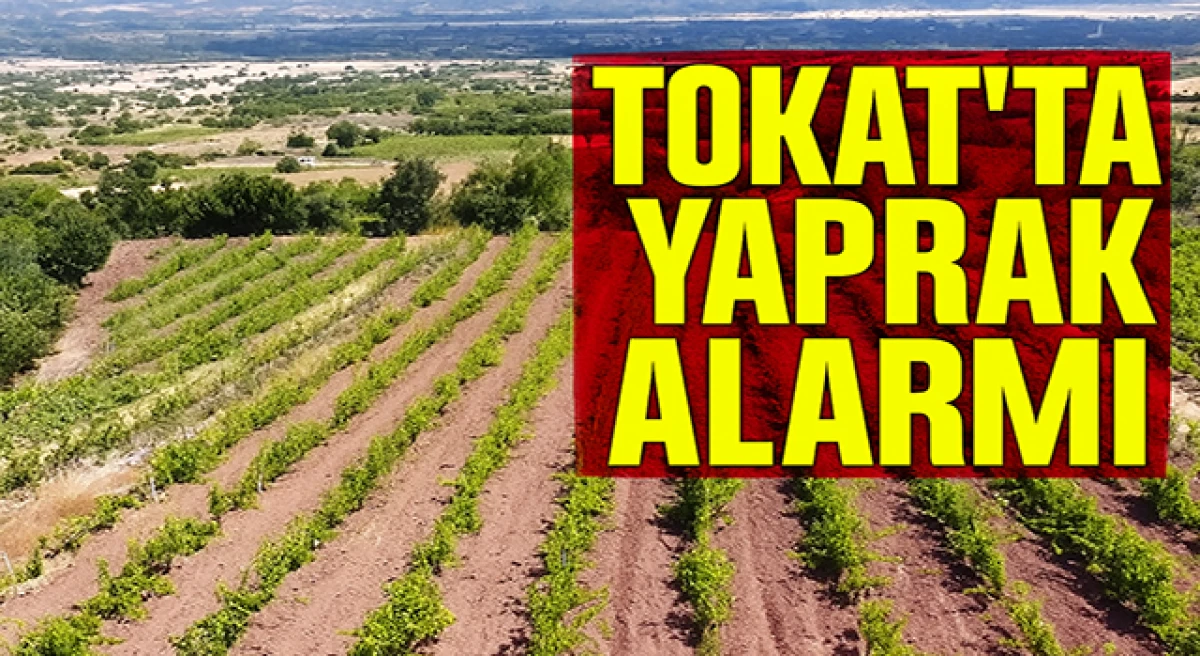Tokat'ta Yaprak Alarmı